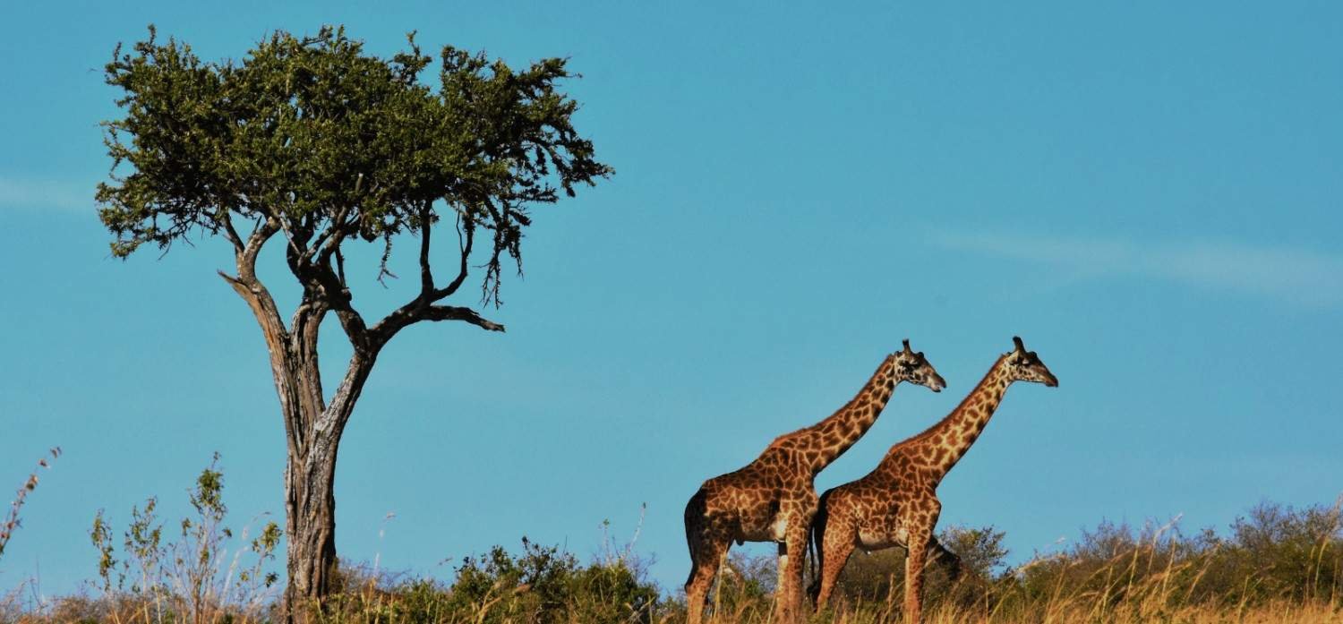 Ultimate South Africa guide : Tips and Tricks on How to Get Around