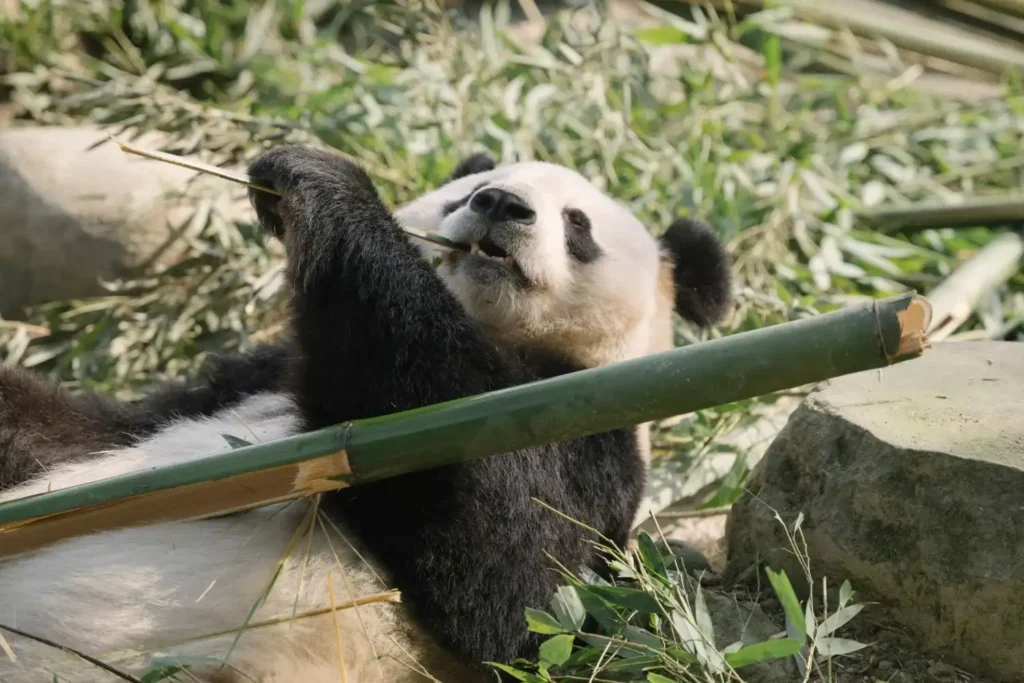 Chengdu panda base China travel experience