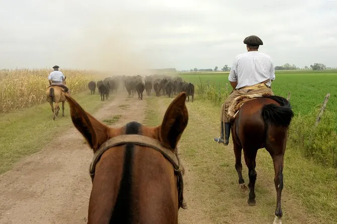 Gauchos riding horses and herding cattle across Argentina’s Pampas plains.