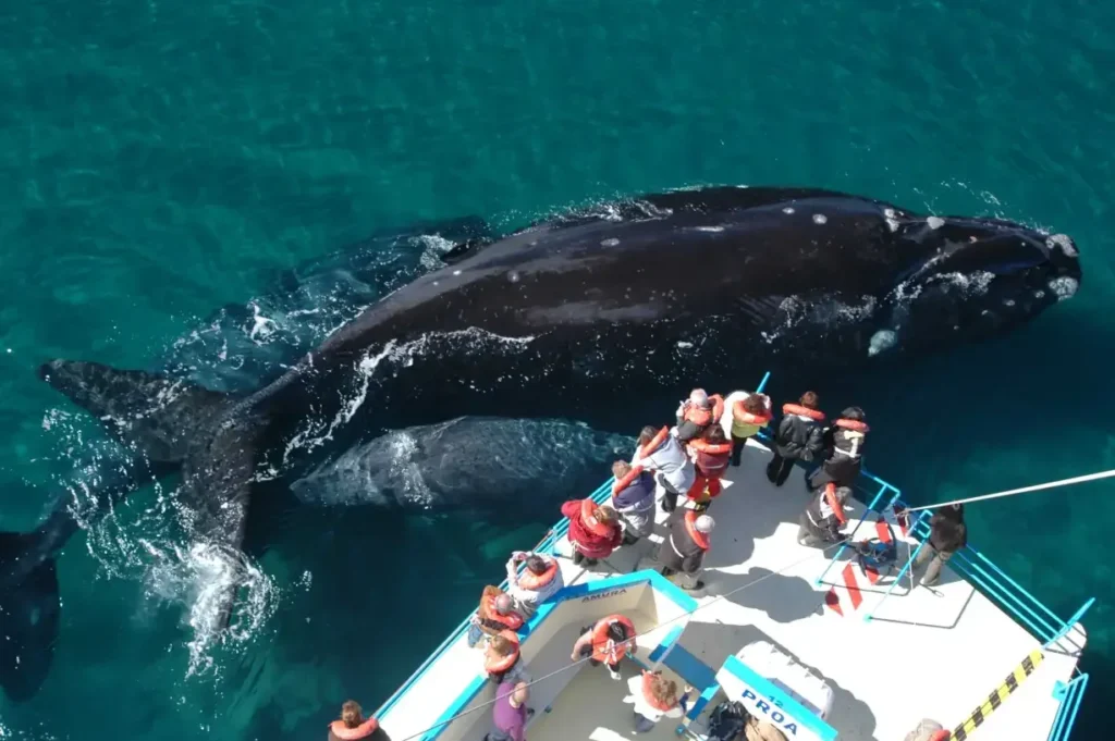 Southern right whale surfacing near whale-watching boat in Puerto Madryn, Argentina