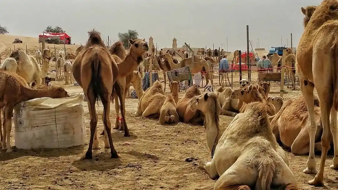 Camels resting in Al Lisaili Camel Market in Dubai desert