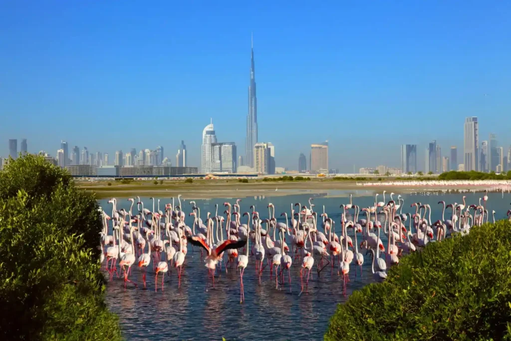 Flock of flamingos at Ras Al Khor Wildlife Sanctuary with Burj Khalifa skyline