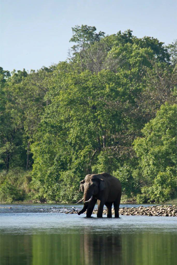 Image 11: elephant