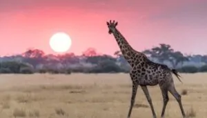 Botswana Safari adventure