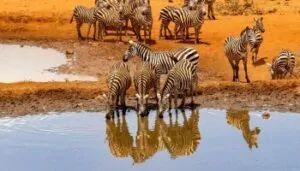 Kenya safari Adventure