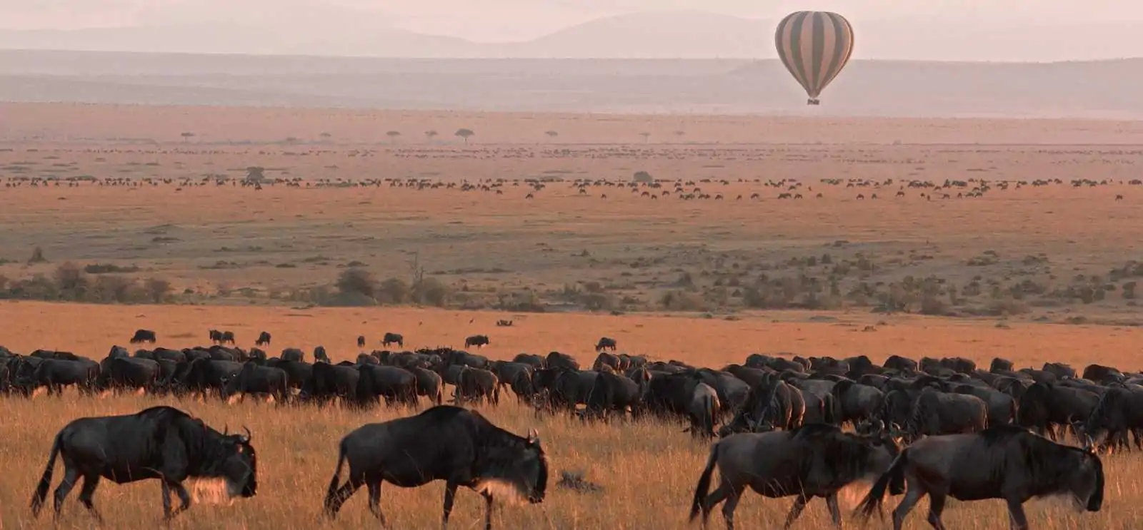 Kenya’s Masai Mara: A Family-Friendly Safari Adventure for All Ages